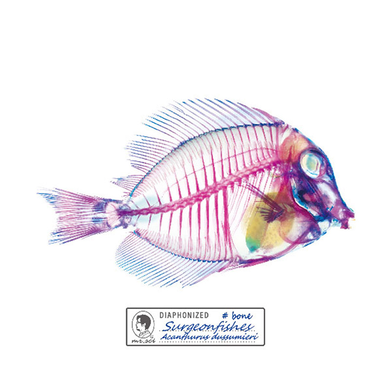 解析透明魚玻璃杯墊(刺尾鯛(2片/套)), , large