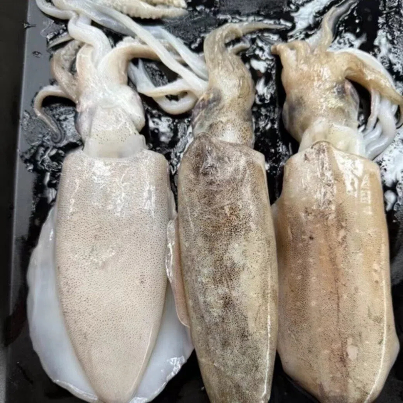 Cuttlefish, , large