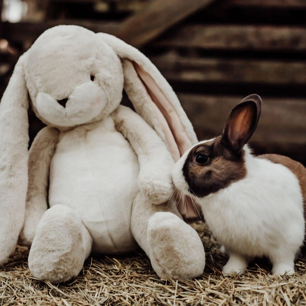 Bunnies By The Bay 大大兔 多款可選, , large