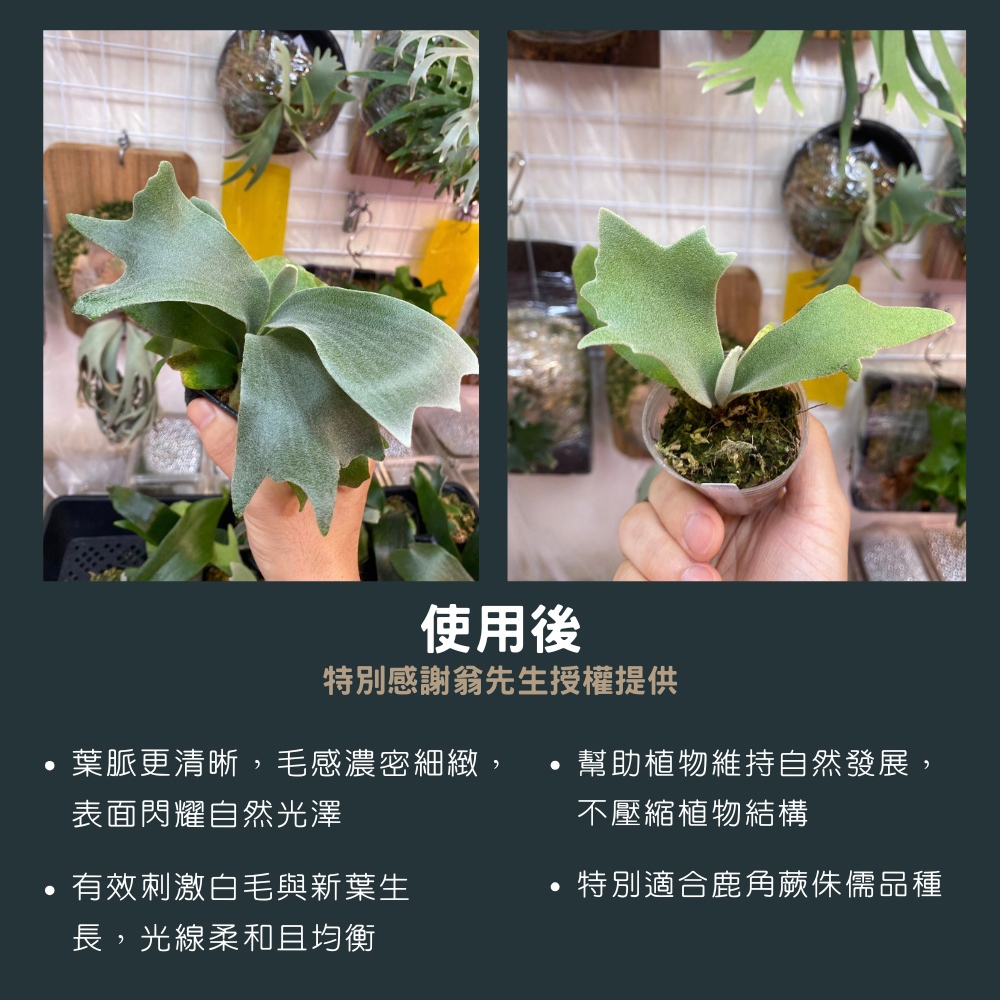 【君沛】7號光譜抑制徒長燈板 20W 藍光強化 磁吸式植物燈 鹿角蕨控養 龍舌蘭 塊根 縮刺 專業補光, , large