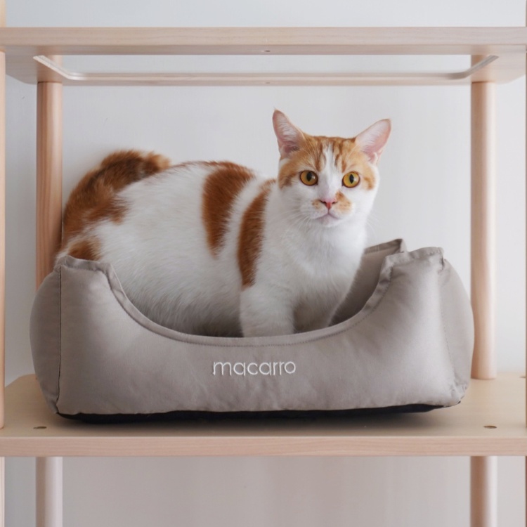【paipaipets】Latex Pet Bed with cotton sheets - Elephant Gray, , large