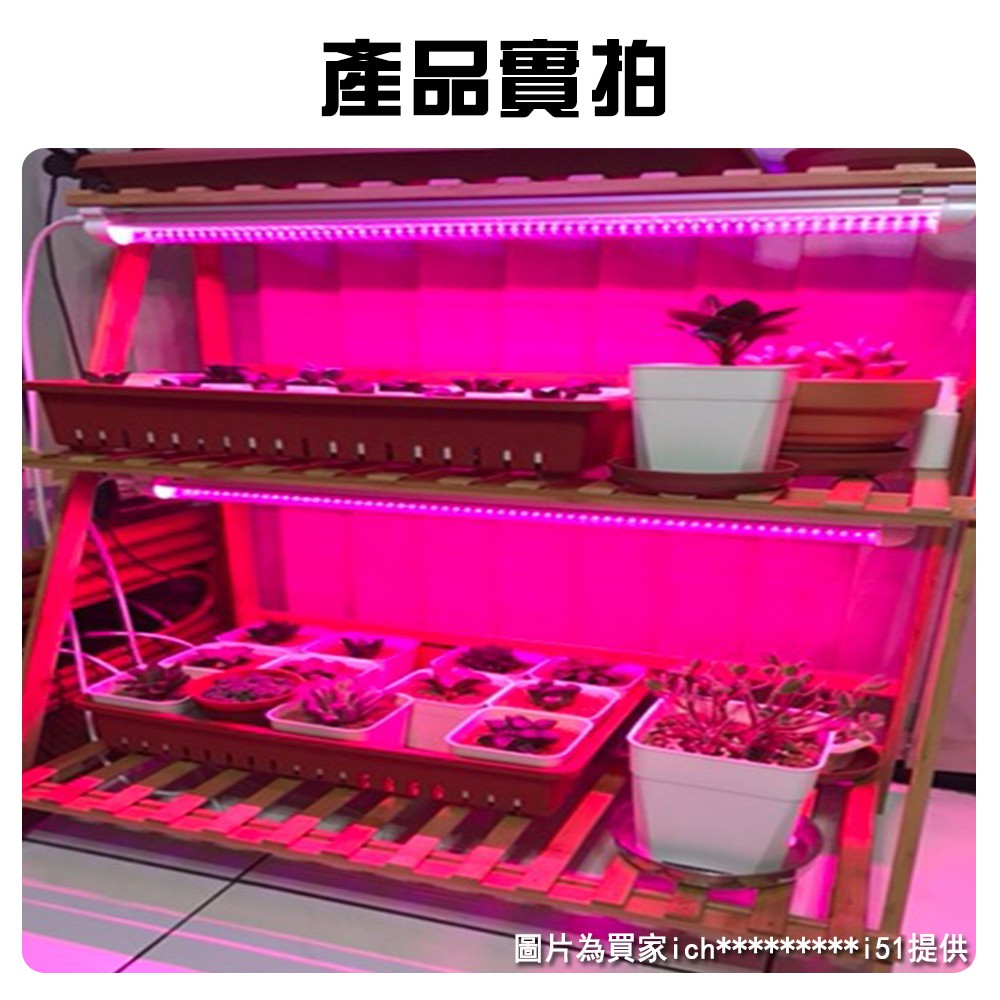 【君沛】紅藍光譜 4呎 T8分體式植物燈管 25W 專業育苗 抑制徒長 發根強化 多肉上色 大型層架生長燈, , large