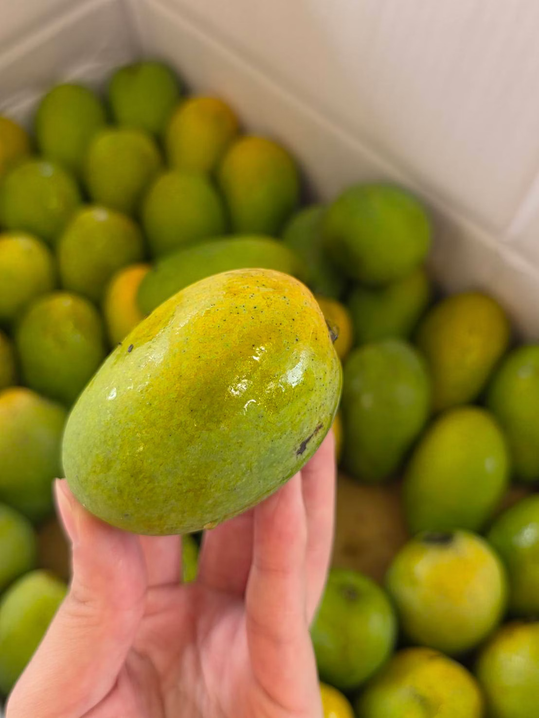 Native Mango, , large