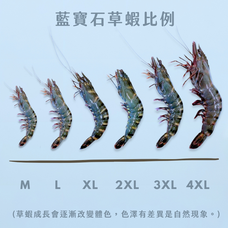 【一夫水產】產銷履歷/藍寶石草蝦, , large