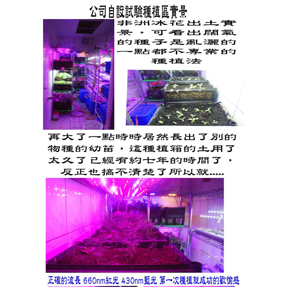 【君沛植物燈】LED植物燈 泛光型 100瓦 紅藍光 莖葉類植物 植物生長燈 防水 660nm紅光 明緯電源供應器 臺製, , large