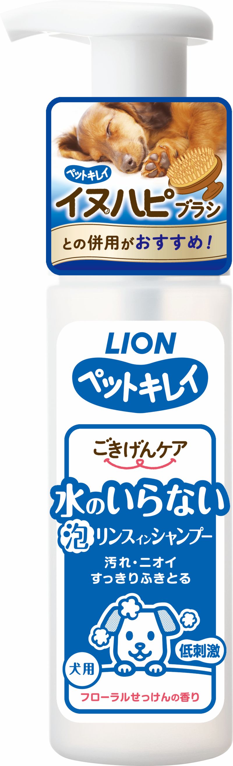 lion, , large