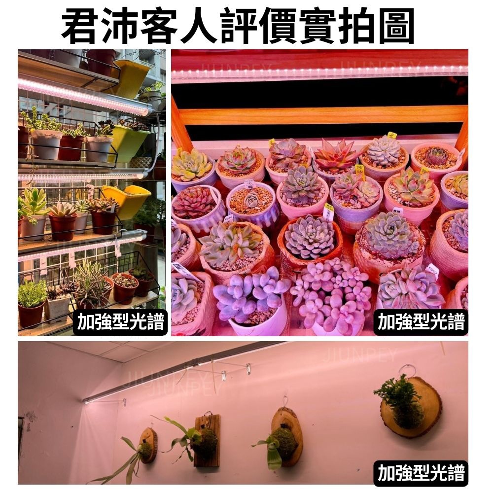 【君沛】3呎 T8植物燈管 25W 加強型光譜 食蟲植物推薦 鹿角蕨顯色 抑制徒長 捕蠅草 毛膏菜 專業生長燈, , large