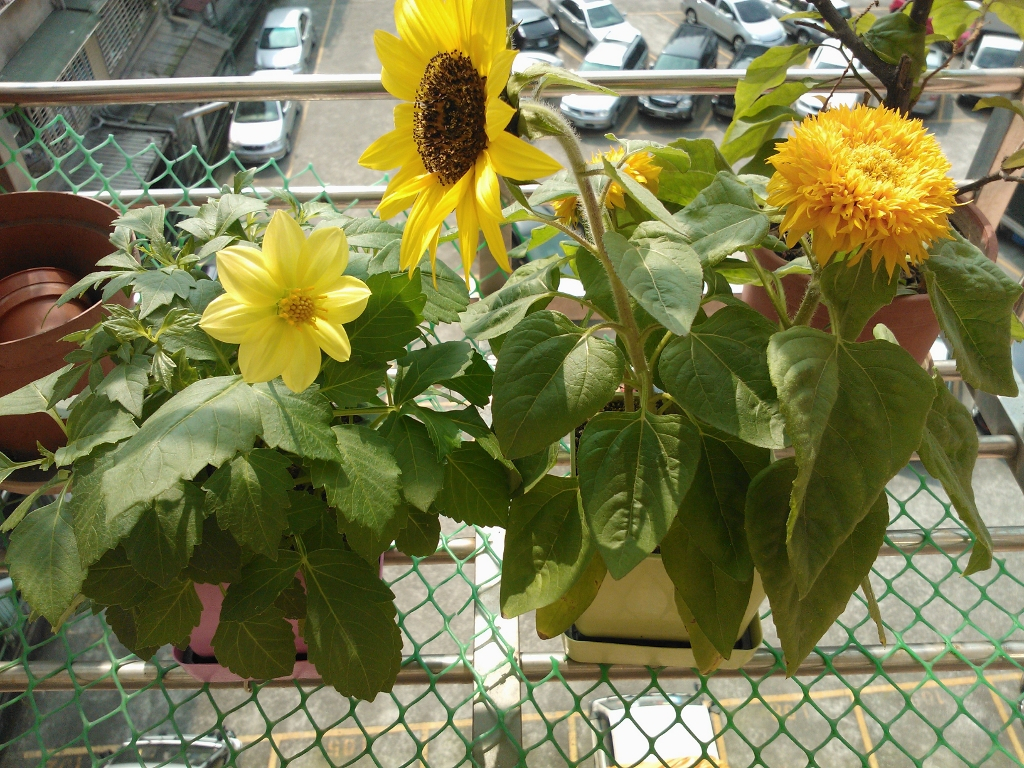 iPlant, , large