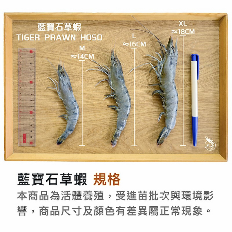 【一夫水產】產銷履歷/藍寶石草蝦－M, , large
