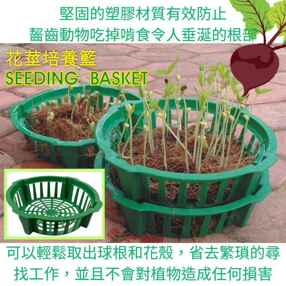 GS MALL 台灣製造 花莖培養籃 球莖種植籃 球根花卉籃 花球莖籃 洋蔥植物籃 花球莖碗 植物碗 繁殖托盤, , large
