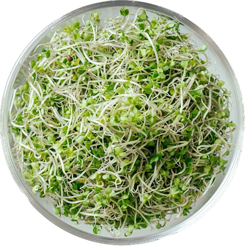 三日苗-超級青花椰苗50g, , large