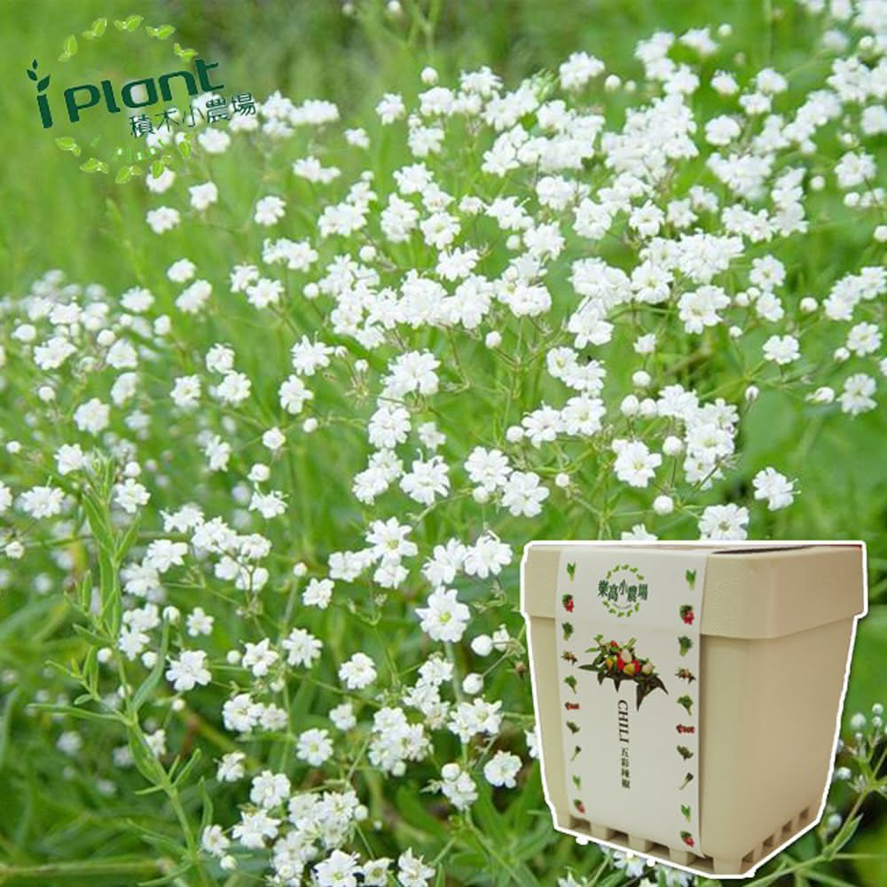 Gypsophila, , large