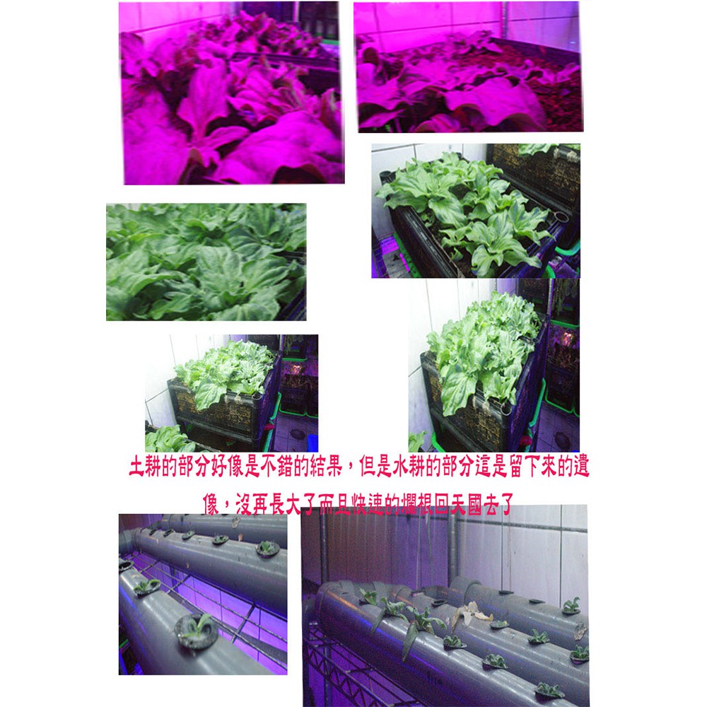 【君沛植物燈】LED植物燈 泛光型 100瓦 紅藍光 莖葉類植物 植物生長燈 防水 660nm紅光 明緯電源供應器 臺製, , large