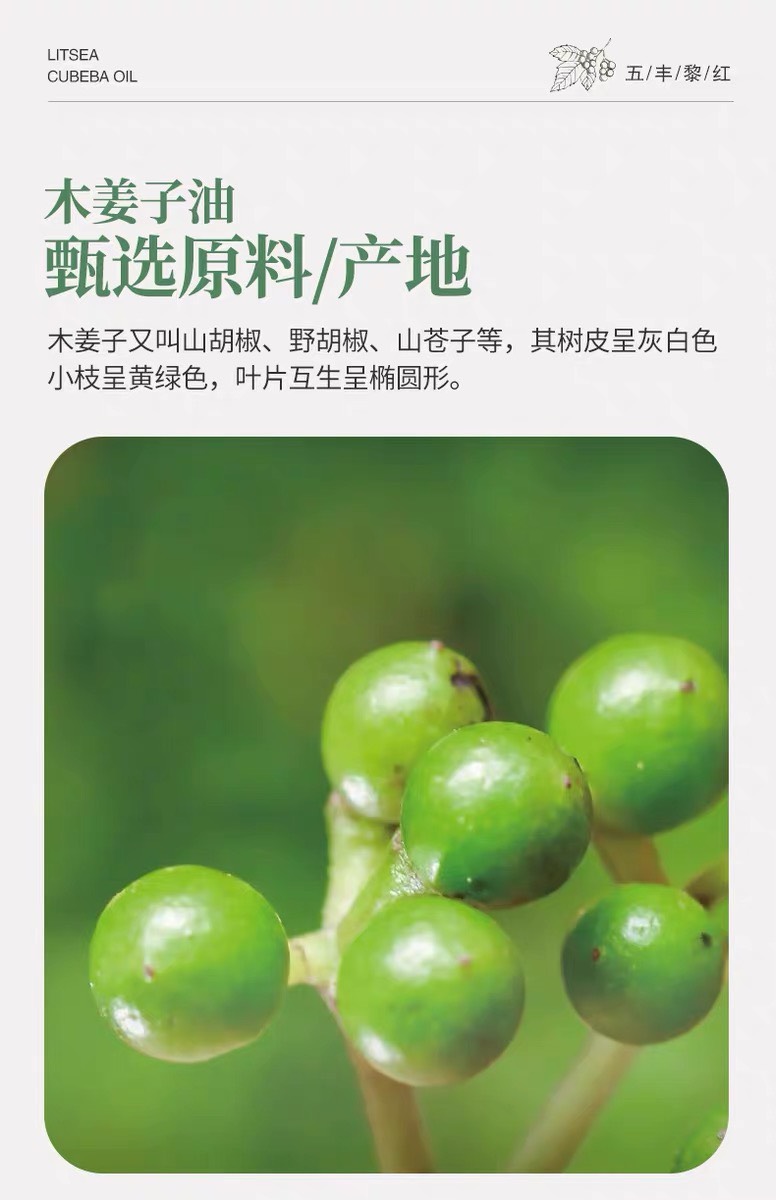 木薑子油(山胡椒油、馬告油), , large