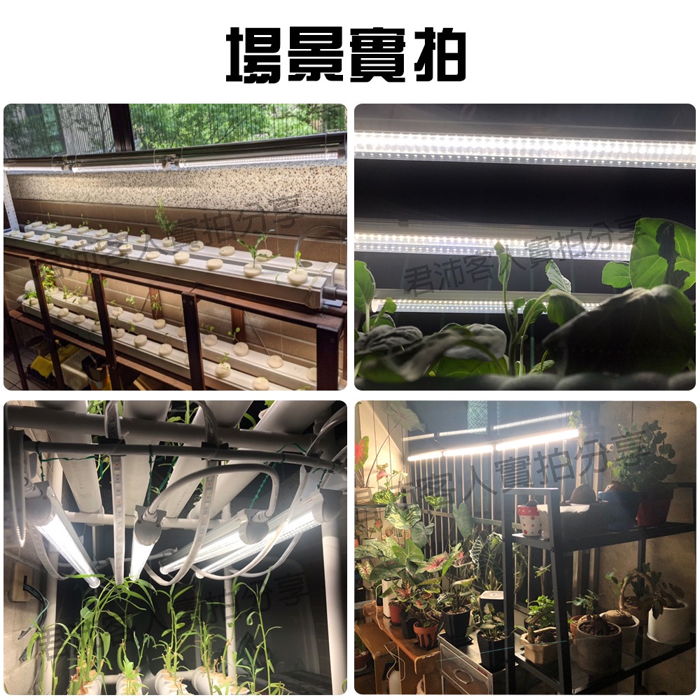 【君沛】3呎 T8植物燈管 25W 全光譜 觀葉植物 鹿角蕨專用 還原原色 抑制徒長 自然光感 植物櫃層架補光 生長燈, , large