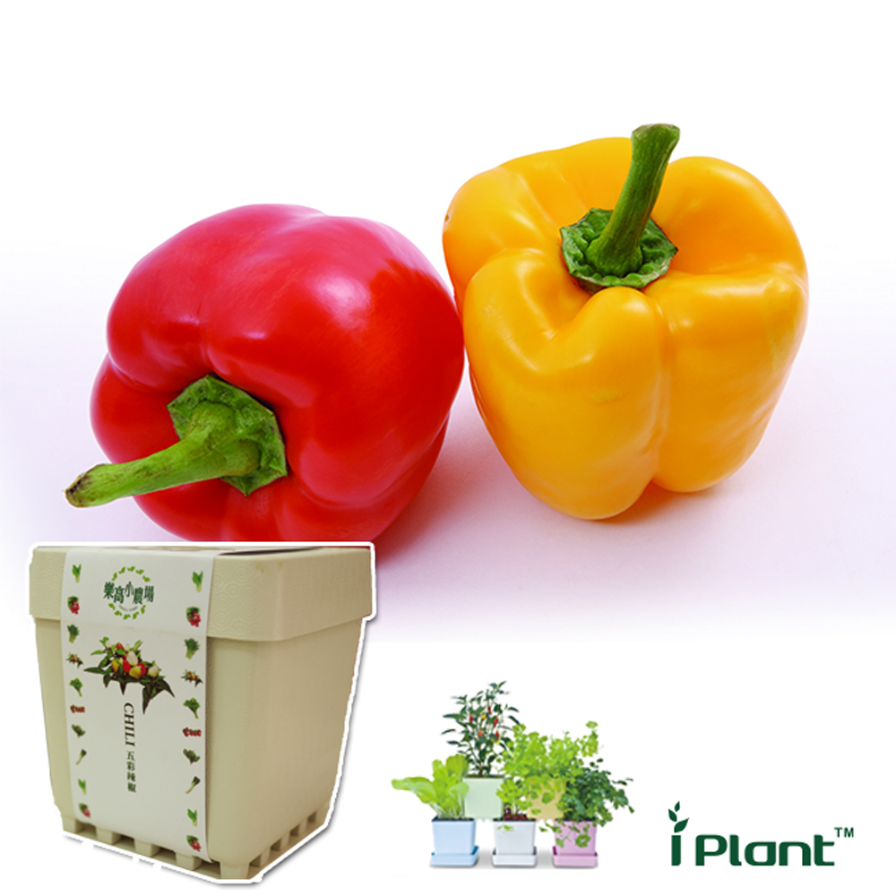 Colorful sweet peppers, , large