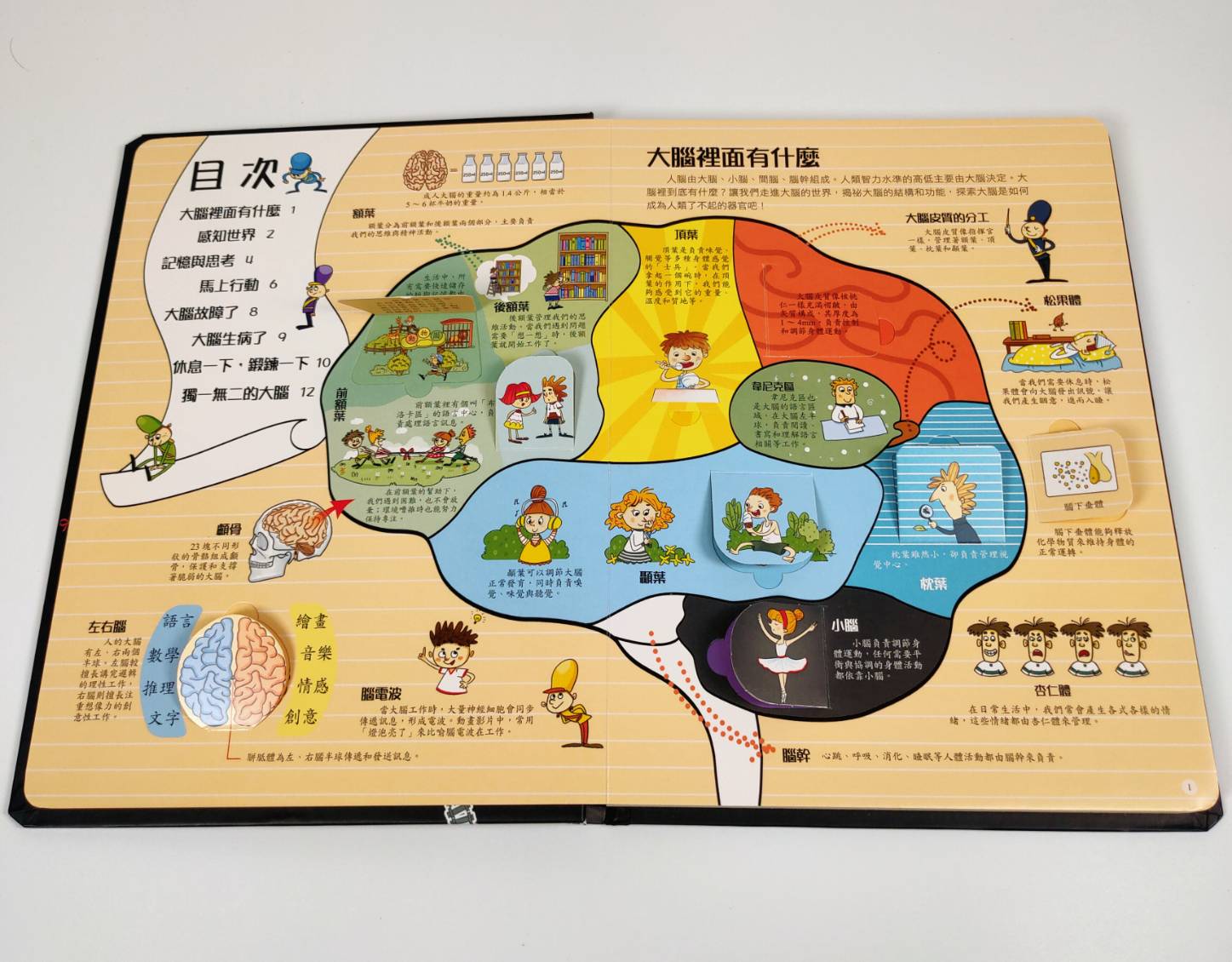 《南門書局》趣味科學知識揭祕翻翻書~揭祕大腦 1本, , large