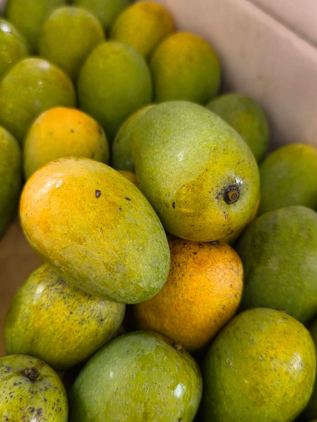 Native Mango, , large
