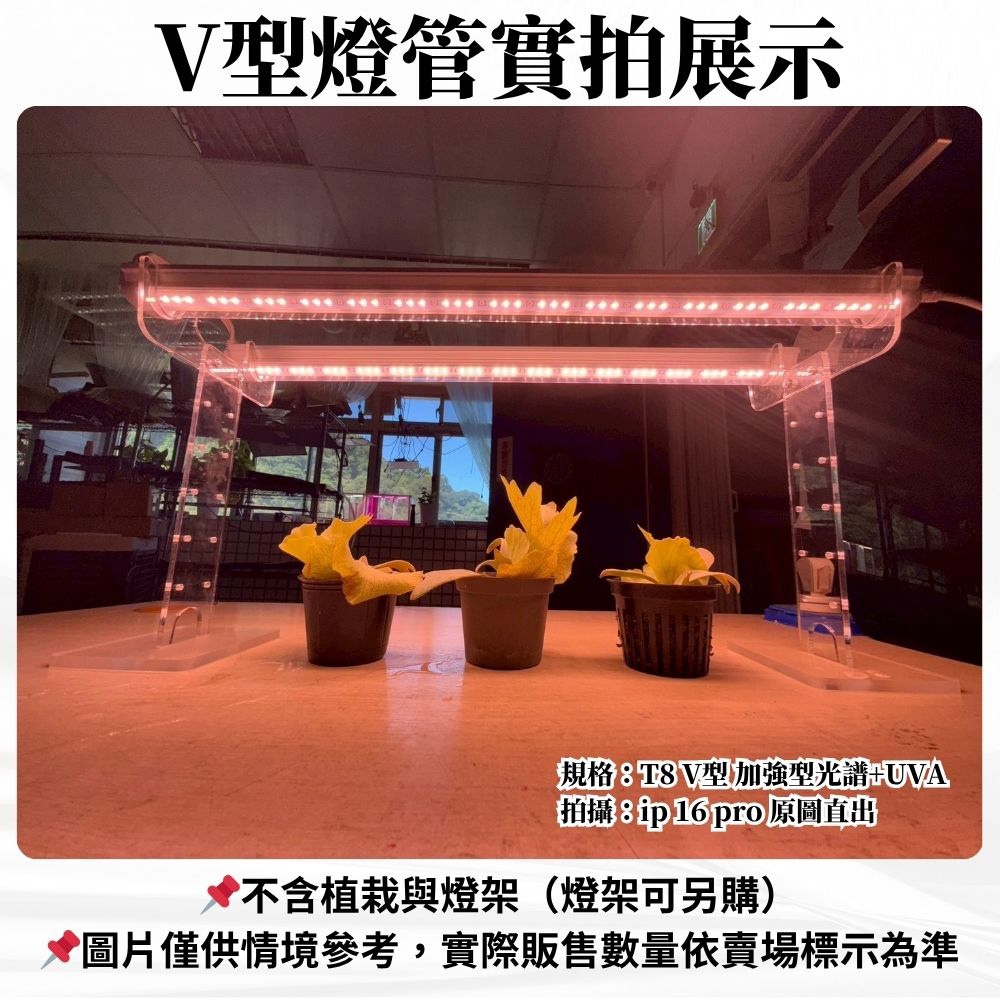 【君沛】UVA加強光譜 V型雙排 2呎T8一體式 25W 誘導上色 抑制徒長 多肉 龍舌蘭控型 桌上補光, , large