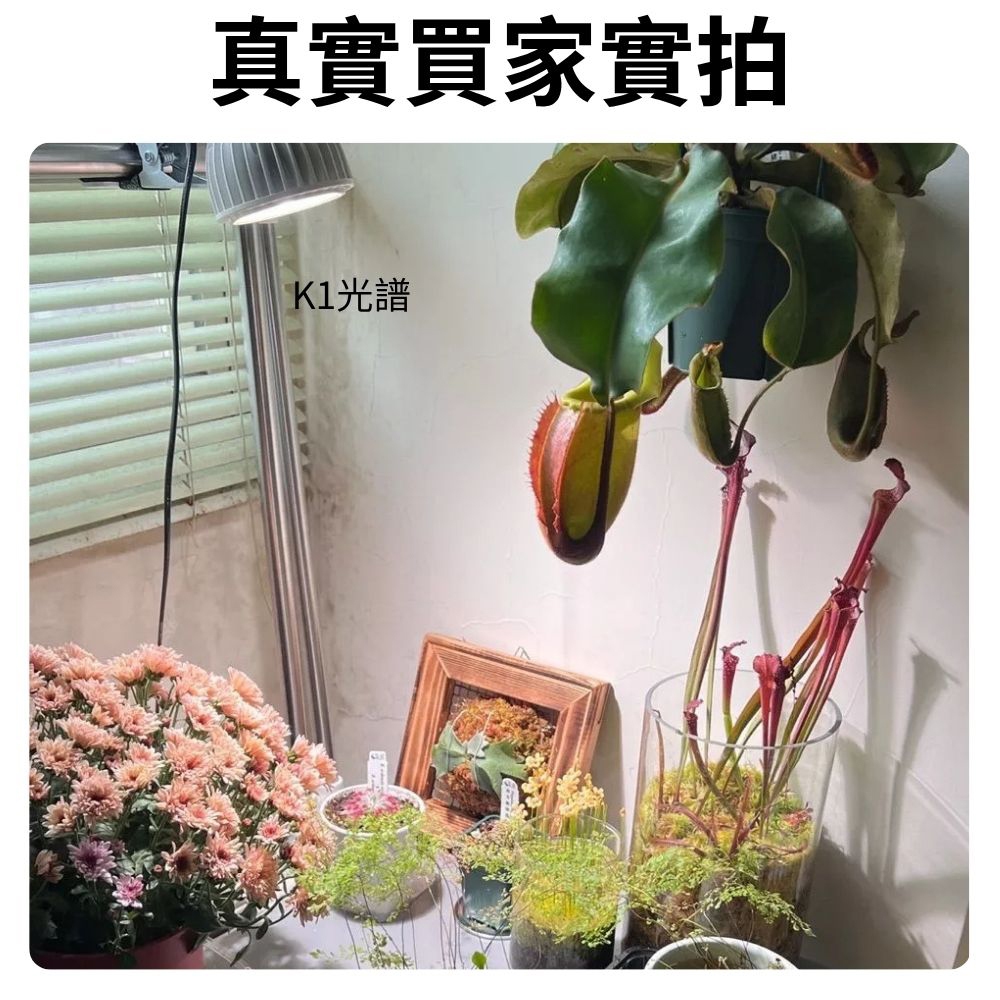 【君沛植物燈】嚴選 5000K白光 PAR30 LED 20W 聚光燈泡 (K1光譜) 高PPFD 適用塊根、龍舌蘭, , large
