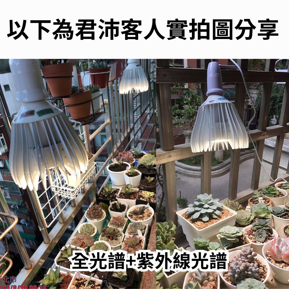 【君沛】UV紫外線全光譜 30W植物燈泡 E27 誘導上色 抑制徒長 多肉顯色 龍舌蘭控型 台灣製造, , large