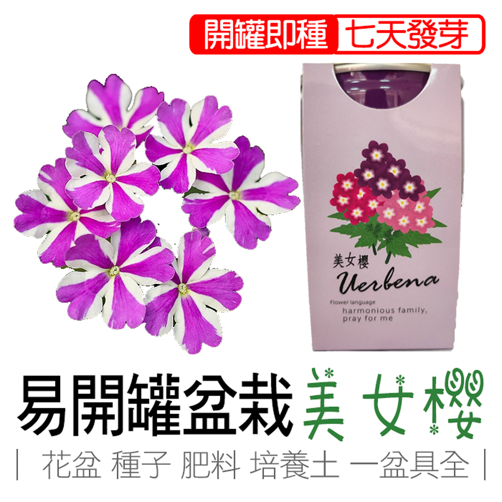 Beautiful Sakura, , large