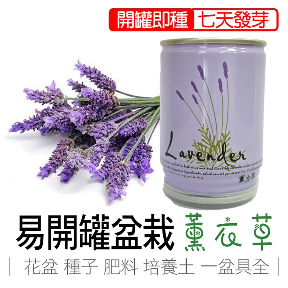 Lavender, , large