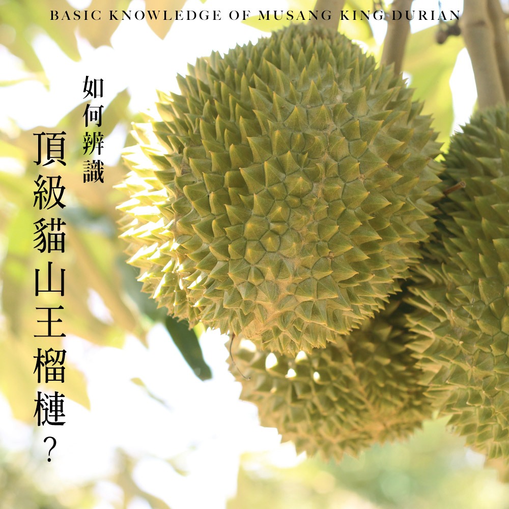 ★真的貓山王!!!★【D.MASKING榴槤大哥】全台唯一馬來西亞官方認證&rarr;勞勿冷凍貓山王榴槤 400g_1盒, , large