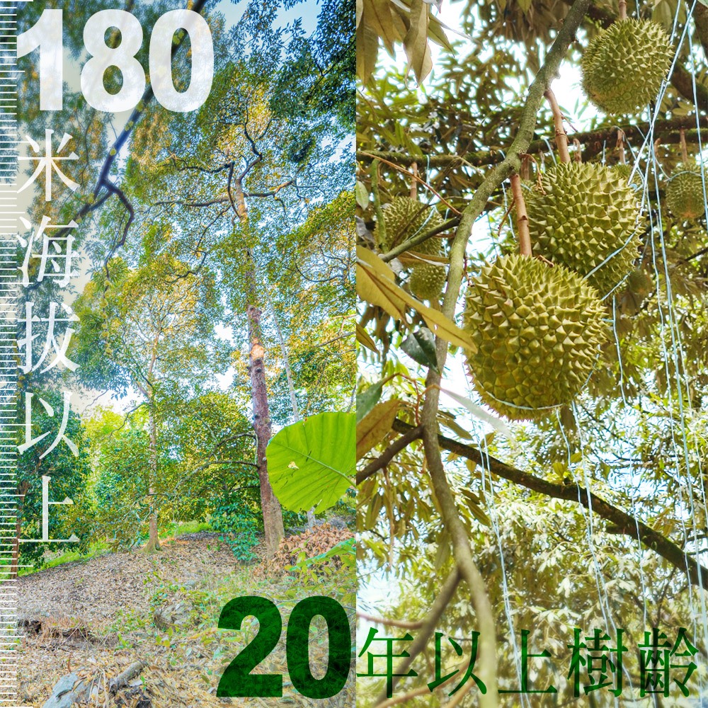 ★真的貓山王!!!★【D.MASKING榴槤大哥】全台唯一馬來西亞官方認證&rarr;勞勿冷凍貓山王榴槤 400g_2盒, , large