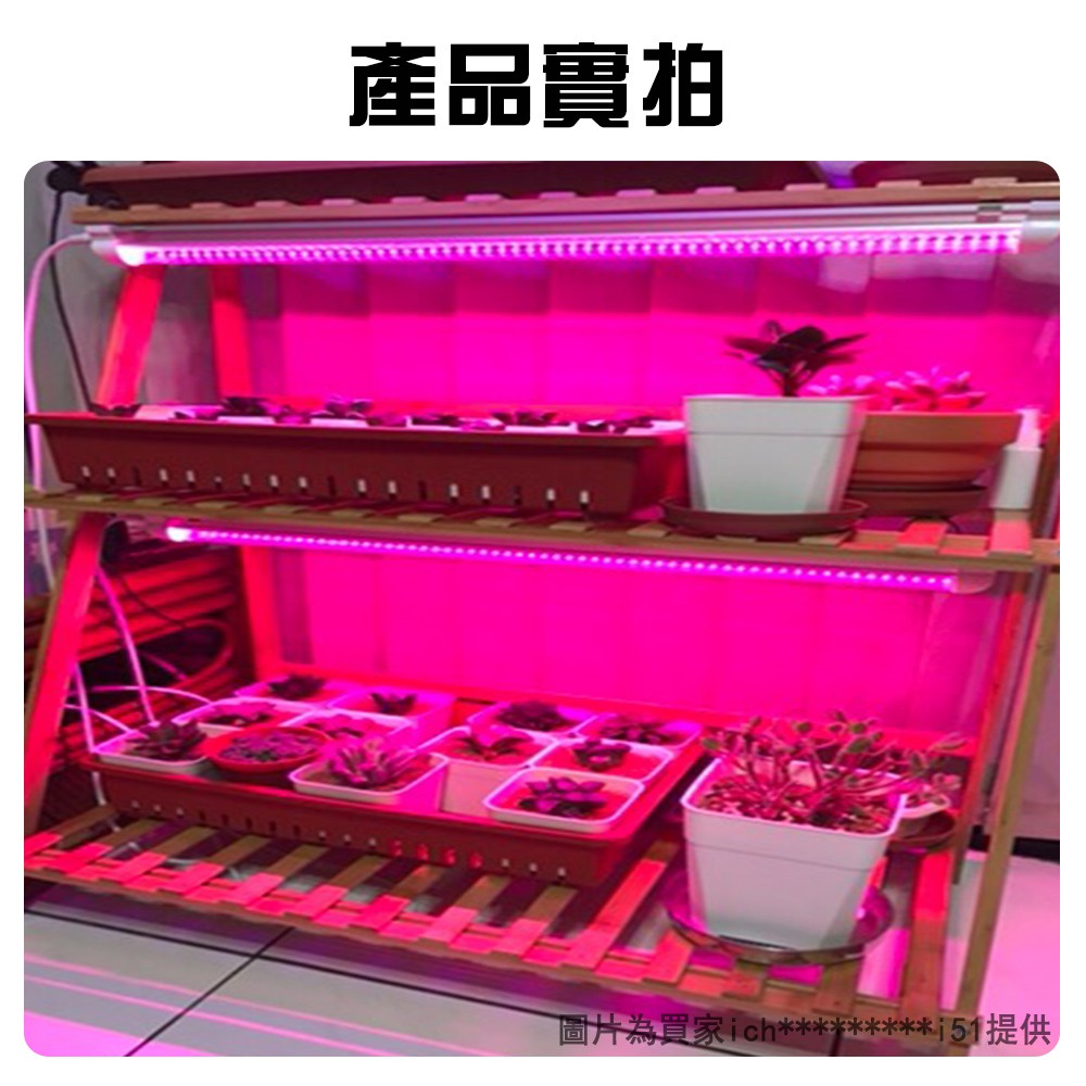 【君沛】紅藍混光 2呎 T8植物燈管 12.5W 育苗專用 抑制徒長 鹿角蕨孢子苗 玫瑰補光 發根強化 專業型生長燈, , large
