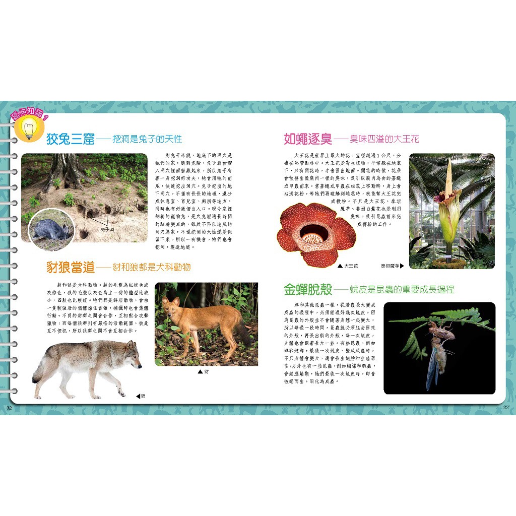 [小牛頓]成語迷宮 適合6歲以上 精裝全彩 首創圖像式學習遊戲書, , large