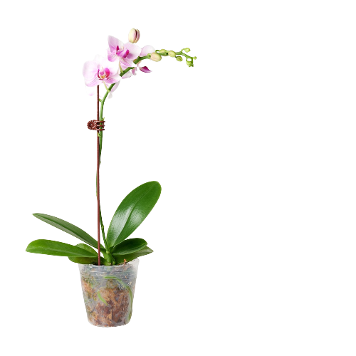 蝴蝶蘭開花株-五株一組, , large