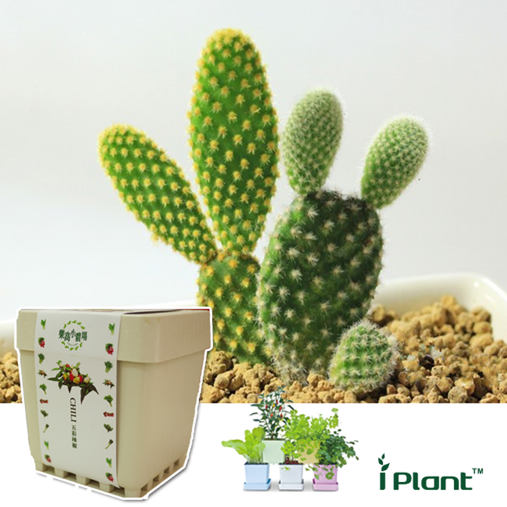 【心安購物】iPlant積木盆栽-仙人掌, , large