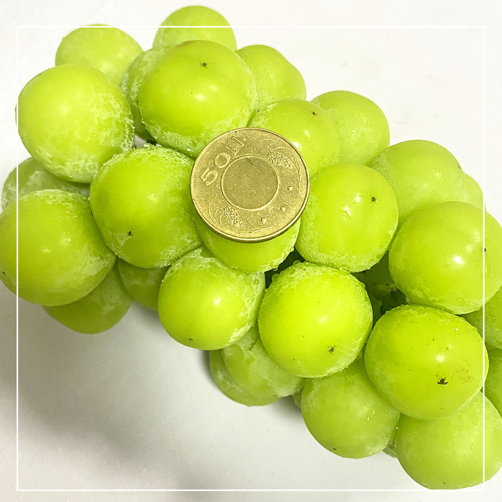 【一等鮮】韓國麝香葡萄禮盒1盒(600gx2串/盒)(免運費), , large