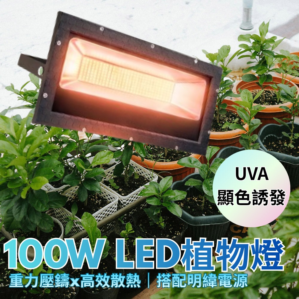 【君沛】100W加強型UVA 專業生長燈 誘導上色 抑制徒長 壓鑄投射燈 防水防潮 龍舌蘭 多肉顯色, , large