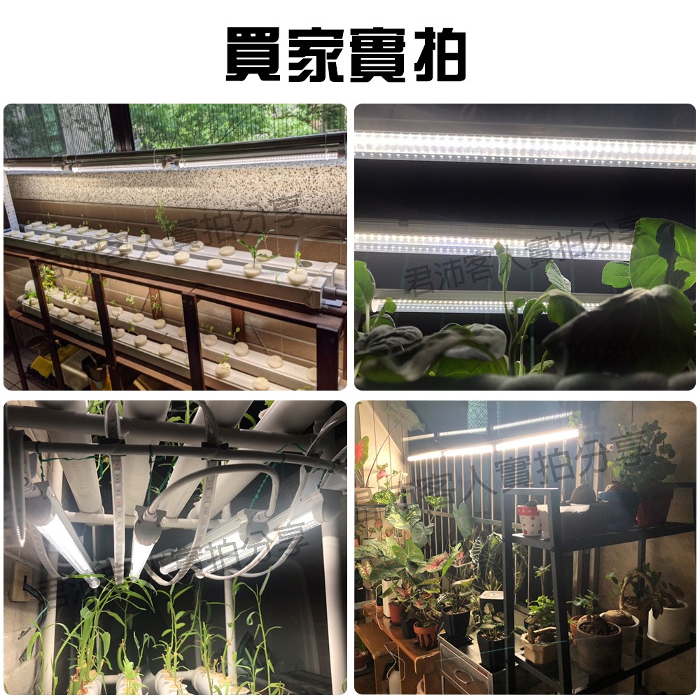【君沛】2呎 T8植物燈管 12.5W 全光譜 植物櫃推薦 觀葉 鹿角蕨 葉菜類補光 抑制徒長 還原原色 自然光生長燈, , large