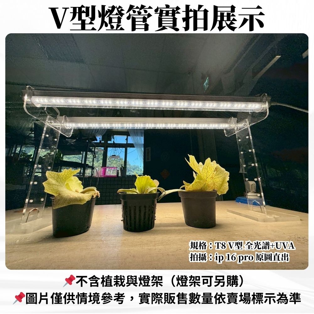 【君沛】V型雙排 50W UVA顯色 4呎 T8一體式植物燈 全光譜 抑制徒長 龍舌蘭 多肉上色 大型植物架補光 免燈座, , large