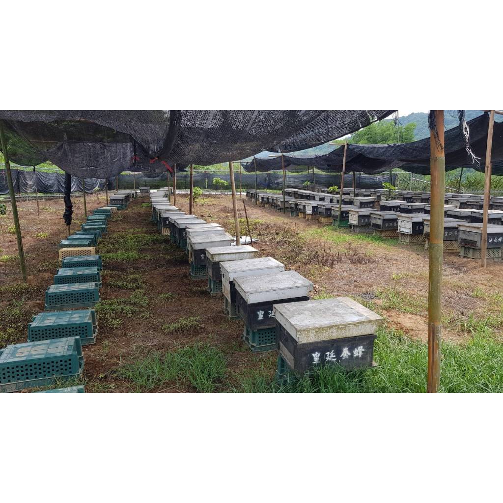 [皇廷] 蔓澤蘭蜂花粉 500g真空補充包, , large