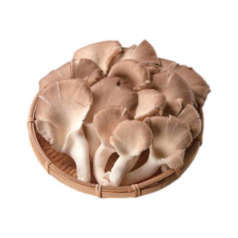 Organic Oyster Mushroom, , large