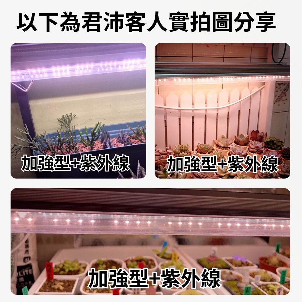 【君沛】UV紫外線 4呎 T8植物燈管 25W 加強型光譜 多肉顯色 上色專用 抑制徒長 龍舌蘭 大型層架補光, , large