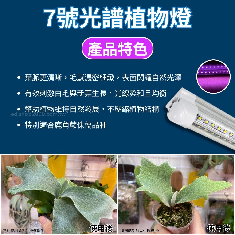 【君沛】7號光譜 V型雙排 2呎 T8一體式植物燈 25W 抑制徒長 鹿角蕨推薦 觀葉植物 還原原色 桌上型補光 免燈座, , large