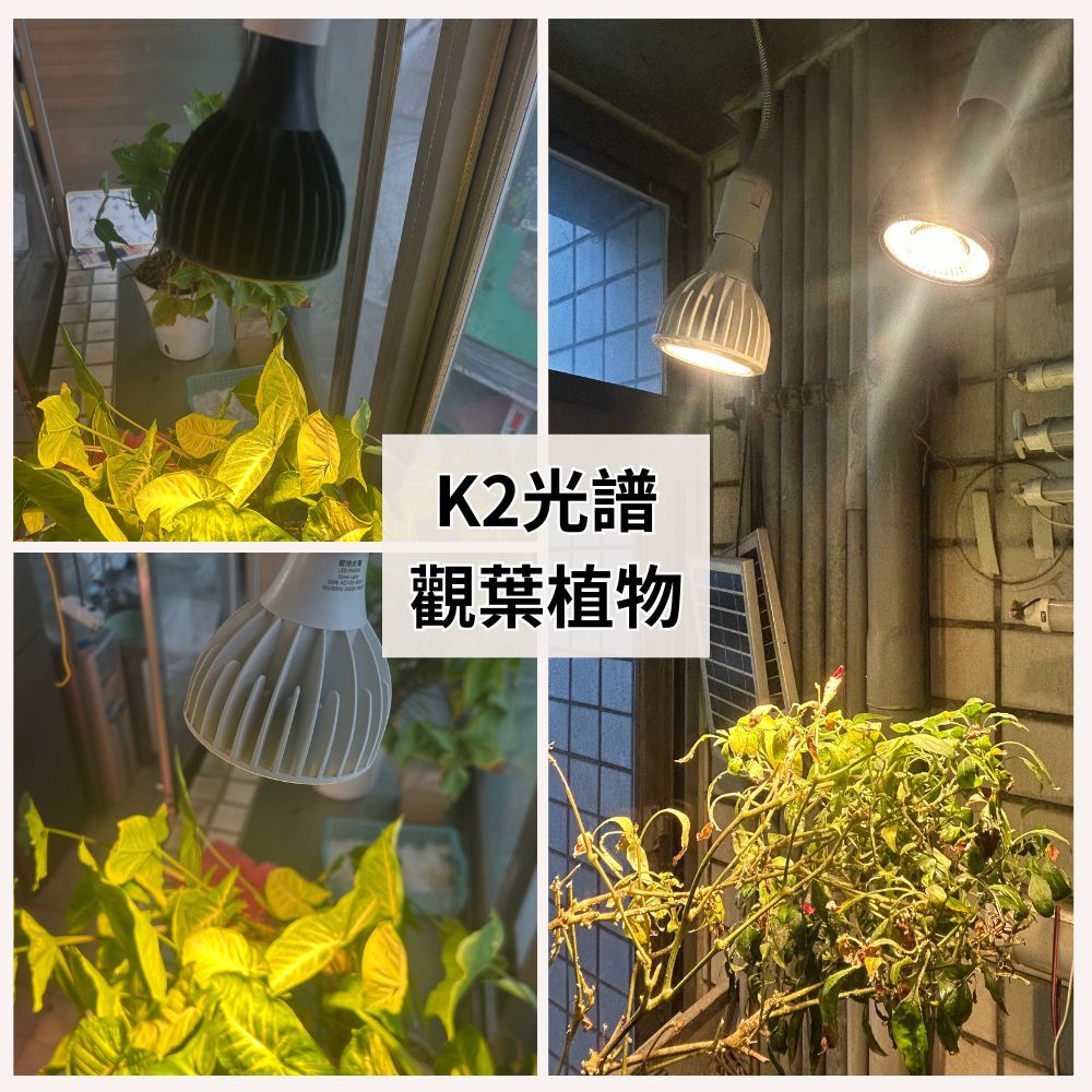【君沛植物燈】嚴選 2400K黃光 PAR30 LED 20W 聚光燈泡(K2光譜) 適用於觀葉植物, , large