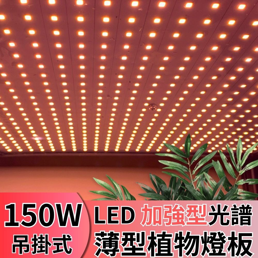 【君沛植物燈】LED植物燈 植物燈板 150瓦 量子板  加強型 全光譜 led燈板 多肉燈捕光燈, , large