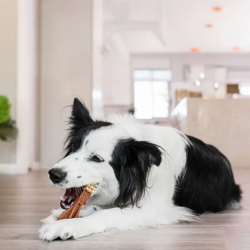 [承佳] 寵物健康 Whimzees 唯潔 犬用 潔牙骨超值盒 4尺寸 全素 無穀 狗零食 狗獎勵, , large