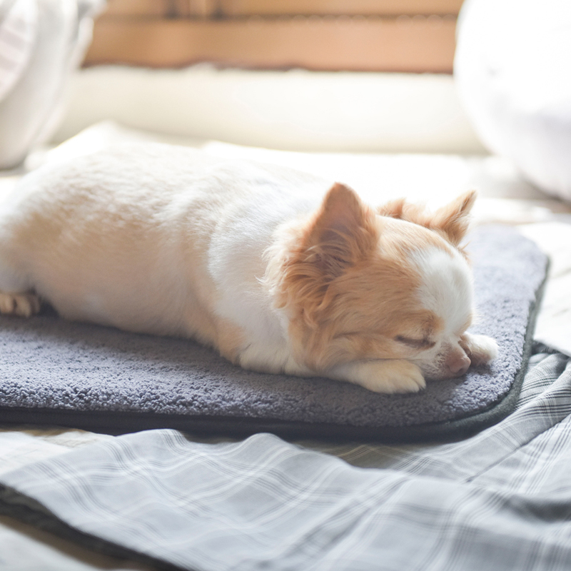 hachi Multifunctional Pet mat , , large