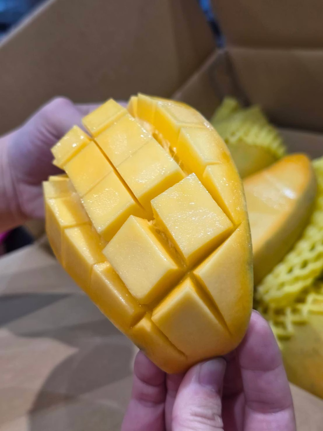 Jin Huang Mango, , large