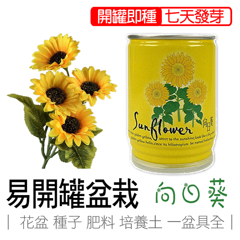 sunflower, , large
