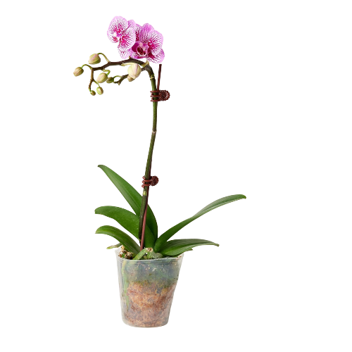 蝴蝶蘭開花株-五株一組, , large
