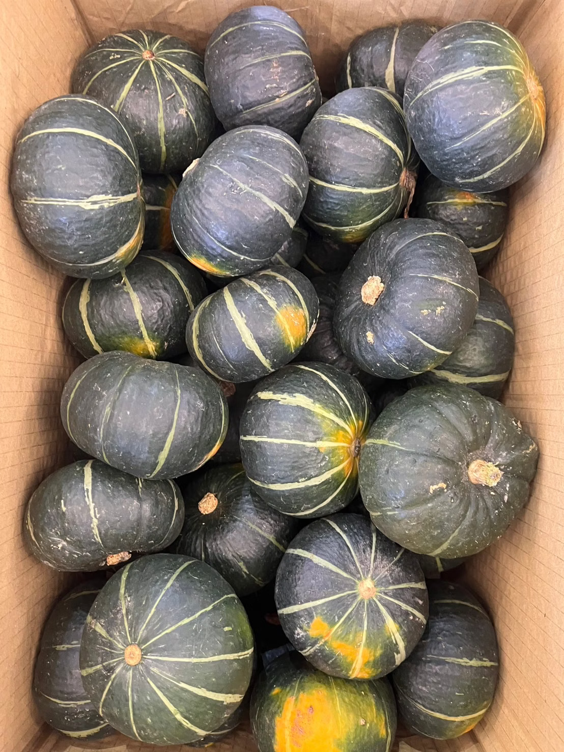 Baby Pumpkin, , large