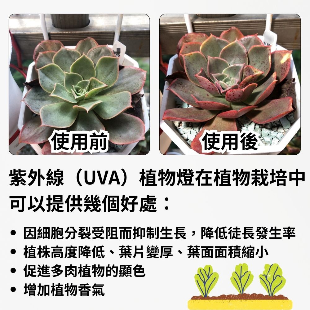 【君沛】UVA紫外線 2呎 25W 防水植物燈 全光譜 三防燈 LED生長燈 多肉顯色 龍舌蘭 塊根 觀葉層架補光, , large
